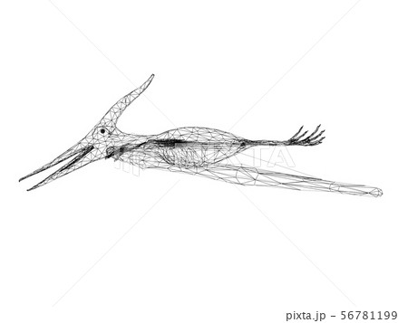 Pterosaur  dinosaurs  ,3d rendering wire frame 56781199