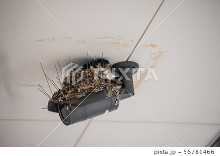 ツバメ 巣 燕 ひな セキュリティカメラ 子育て いきもの 鳥 バード スワロー ツバメ 巣 燕 ひな セキュリティカメラ 子育て いきもの 鳥 バード スワロー 56781466