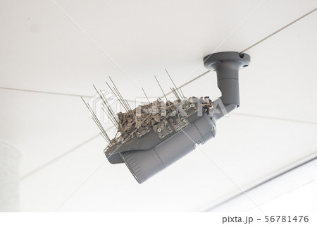 ツバメ 巣 燕 ひな セキュリティカメラ 子育て いきもの 鳥 バード スワロー ツバメ 巣 燕 ひな セキュリティカメラ 子育て いきもの 鳥 バード スワロー 56781476