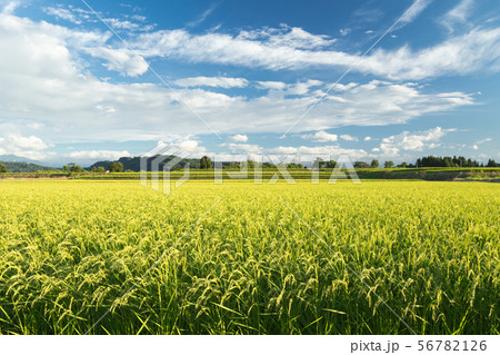 新潟県小千谷市 8月の魚沼産コシヒカリの田んぼと夏空 新潟県小千谷市 8月の魚沼産コシヒカリの田んぼと夏空 56782126