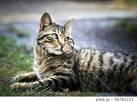 猫 猫 56782223