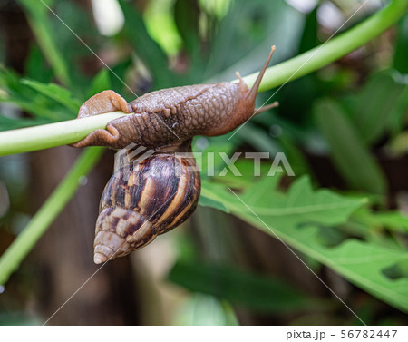 Snail hanging on a branch. Snail hanging on a branch. 56782447