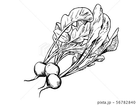 手描きイラスト素材：野菜、ラディッシュのイラスト素材 [56782840