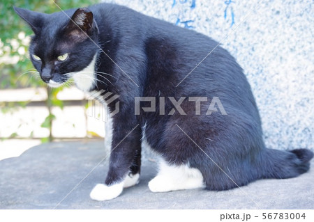 ねこ 56783004