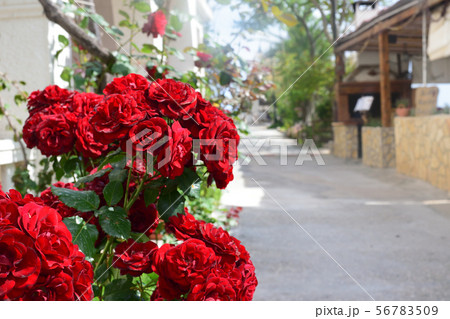 真っ赤な薔薇 真っ赤な薔薇 56783509