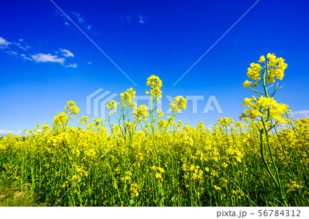 青空と菜の花畑　平取町 56784312