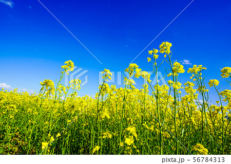 青空と菜の花畑　平取町 56784313