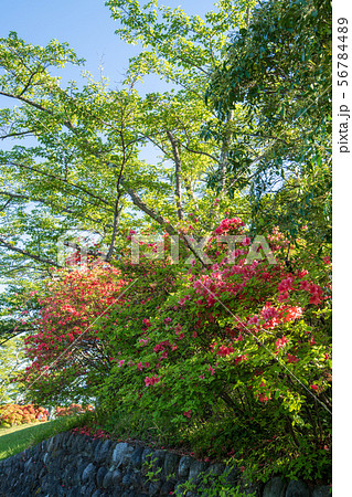 美の山公園 秩父 美の山公園 秩父 56784489