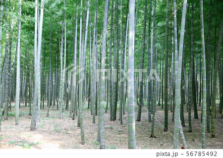 竹林 孟宗竹 若竹の杜 若山農場の写真素材