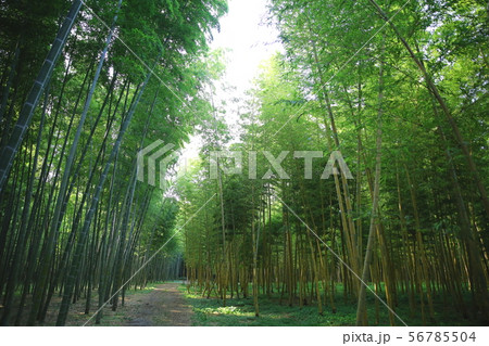 竹林 若竹の杜 若山農場の写真素材