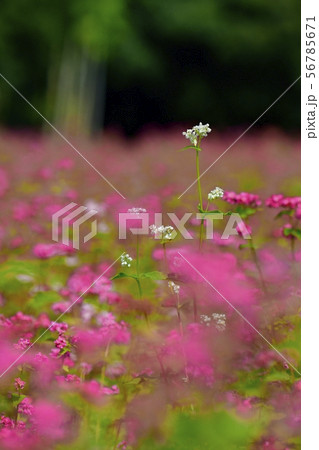 赤ソバの花畑に白い花 56785671