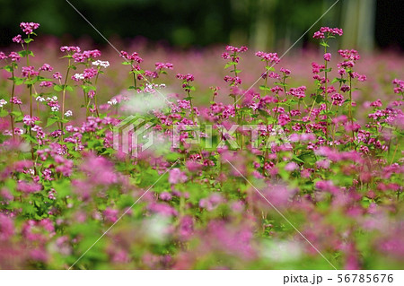 赤ソバの花畑 56785676