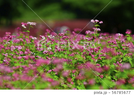 赤ソバの花畑 赤ソバの花畑 56785677