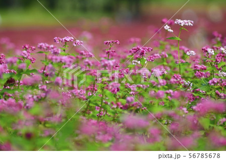 赤ソバの花畑 赤ソバの花畑 56785678