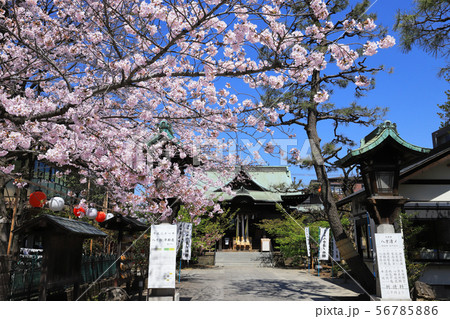 桜神宮 56785886