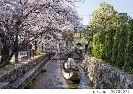 高瀬川 春の一之船入 高瀬川 春の一之船入 56786075