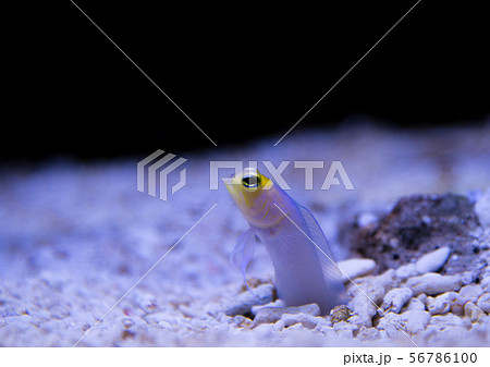 チンアナゴ 56786100