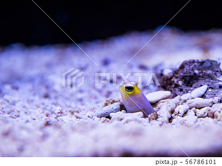 チンアナゴ 56786101