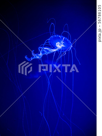 くらげ くらげ 56786105