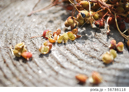 乾燥山椒 乾燥山椒 56786118