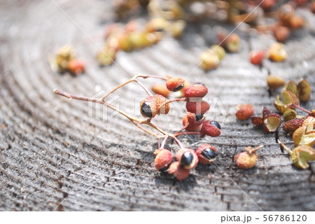 乾燥山椒 乾燥山椒 56786120