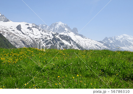 お花畑越しにエギュイベル、ドリュ、モンブランの山並み 56786310