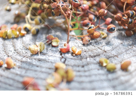 乾燥山椒 乾燥山椒 56786391