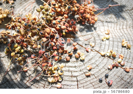 乾燥山椒 乾燥山椒 56786680