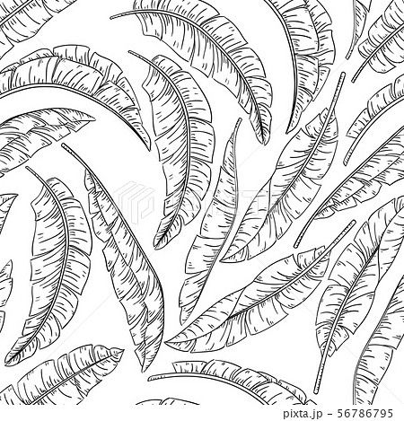 Tropical palm leaves sketch seamless pattern, jungle banana Tropical palm leaves sketch seamless pattern, jungle banana 56786795