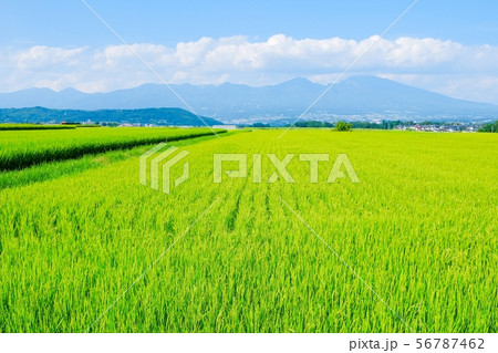 夏の田園風景 （佐久市から浅間山を望む） 56787462
