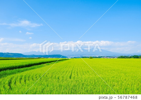 夏の田園風景 （佐久市から浅間山を望む） 56787468