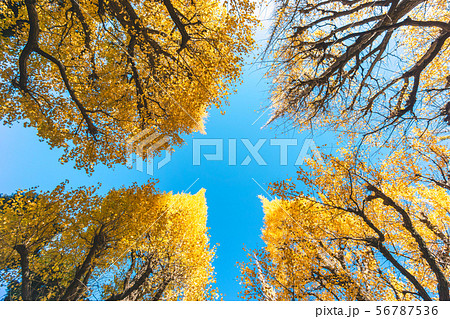 Autumn yellow ginkgo in Tokyo Autumn yellow ginkgo in Tokyo 56787536