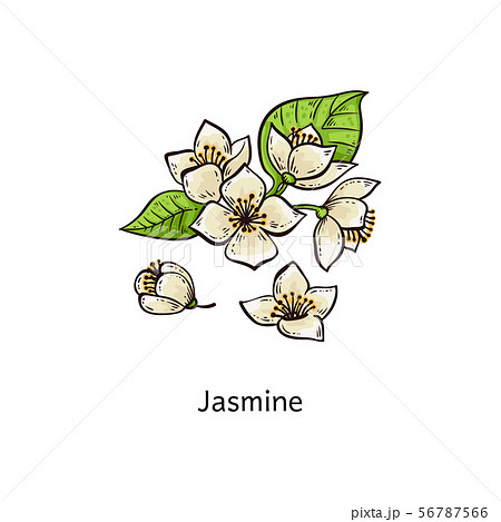 Jasmine Flower Hand Drawing Stock Illustrations – 1,768 Jasmine Flower Hand  Drawing Stock Illustrations, Vectors & Clipart - Dreamstime