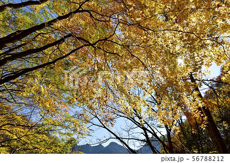 八丁峠付近の紅葉の広葉樹の林と両神山 八丁峠付近の紅葉の広葉樹の林と両神山 56788212