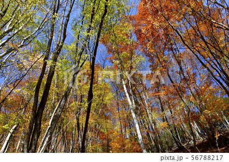 八丁峠付近の紅葉の広葉樹の林 八丁峠付近の紅葉の広葉樹の林 56788217