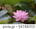 蓮の花 56788355