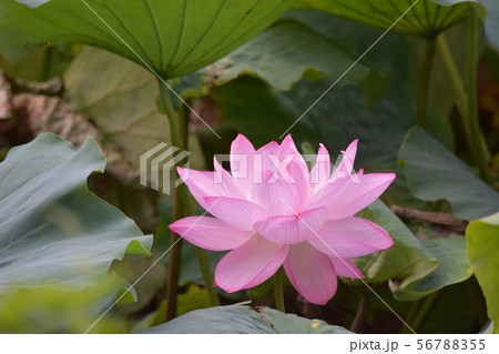 蓮の花 蓮の花 56788355