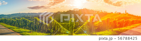 Panorama view of Vineyards in summer in south 56788425