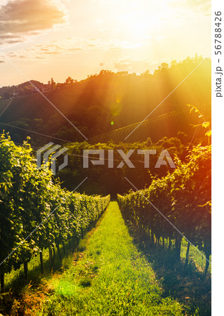 Austria, south styria vineyards travel 56788426
