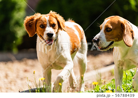 Brittany dog and Beagle dog together on sunny hot 56788439
