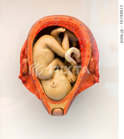 Human embryo in the womb, embryonic development Human embryo in the womb, embryonic development 56788615