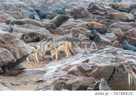 Jackals eating from a Seal Cadaver Jackals eating from a Seal Cadaver 56788810