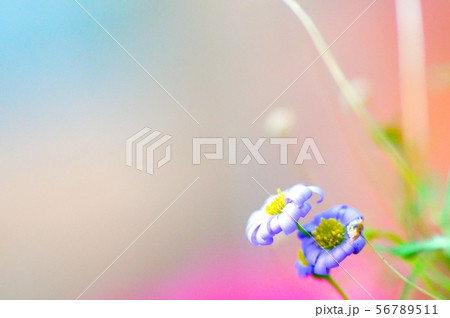 花 56789511