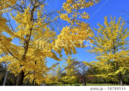 秩父ミューズパークの黄葉のイチョウ並木 56789534