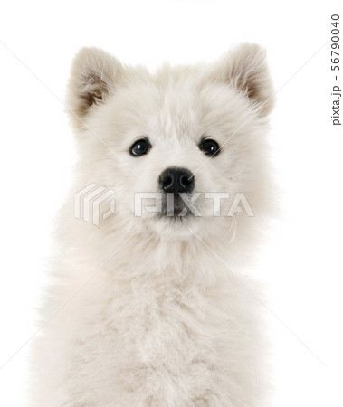 puppy samoyed dog in studio 56790040