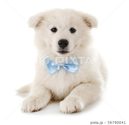 puppy samoyed dog in studio 56790041