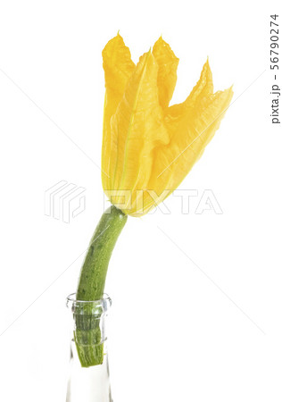 flower of Zucchini 56790274