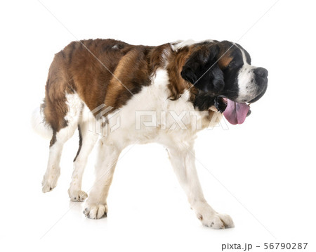 saint bernard in studio 56790287