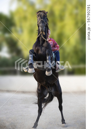 riding girl and horse 56790291