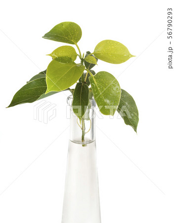 Cinnamomum camphora in studio 56790293